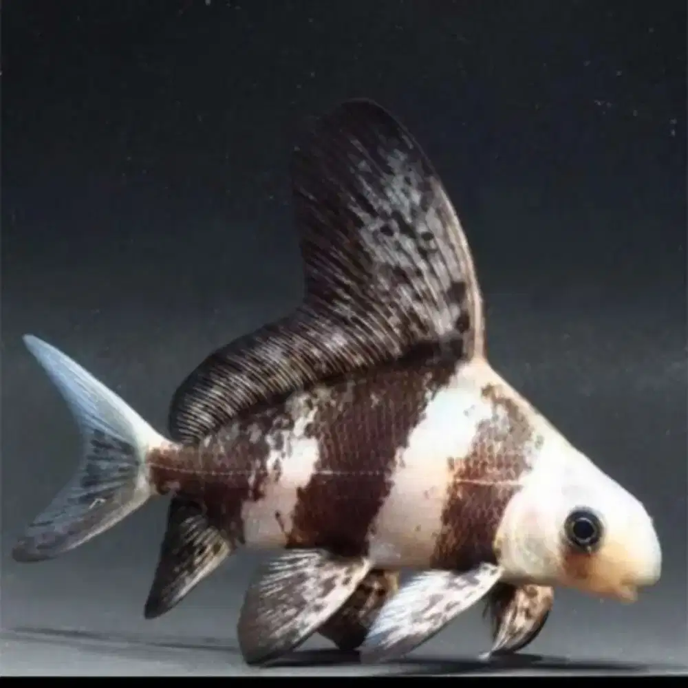 Chinese high fin Fish