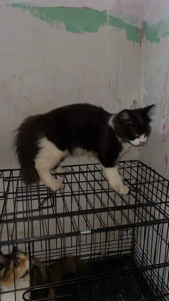 sepasang persia sehat lincah 400k