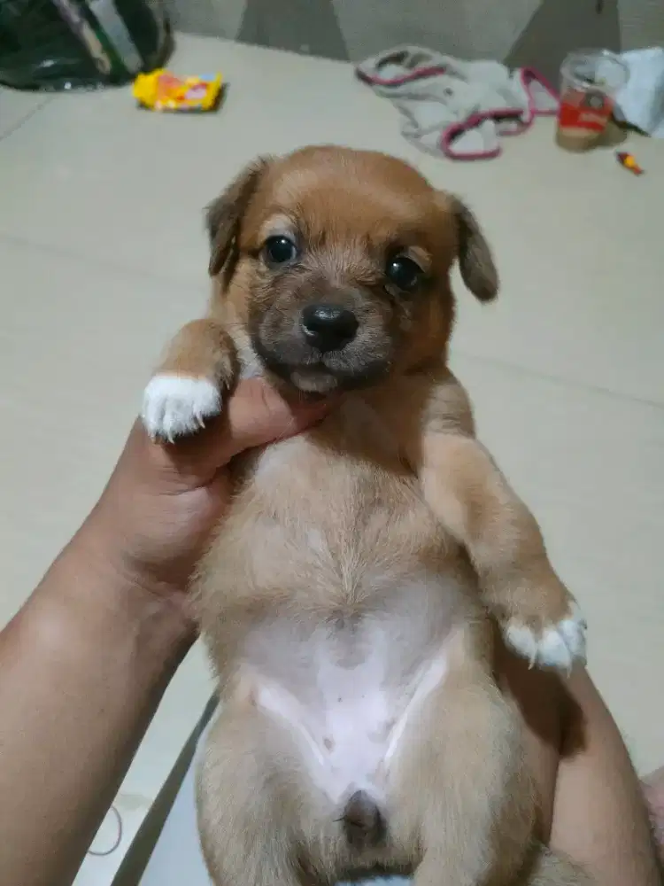 Puppy Shihtzu Betina