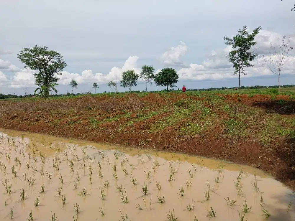 Dijual Tanah Sawah di Palasah, Kertajati, Majalengka