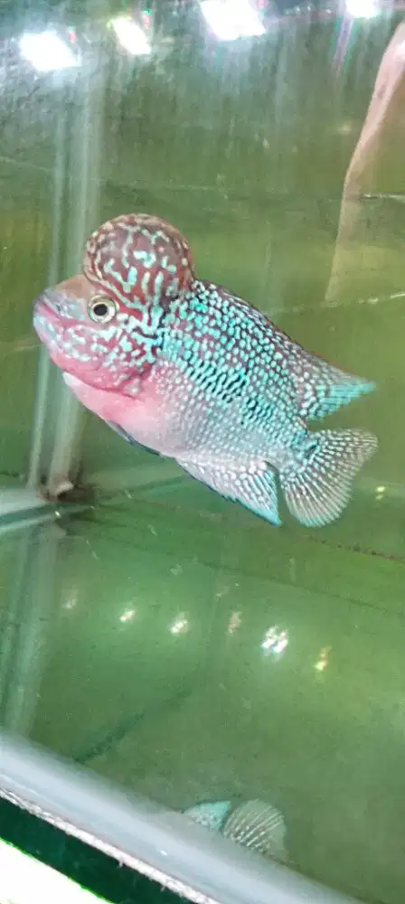 Louhan kamfa f3 mata putih