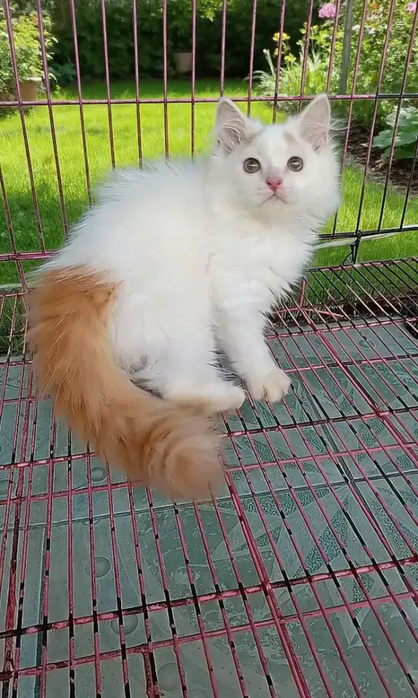 Kitten 3 bulan jantan