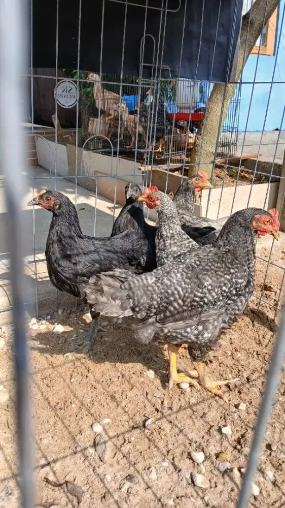 Ayam Kuntara 4 Kampung Unggul Nusantara