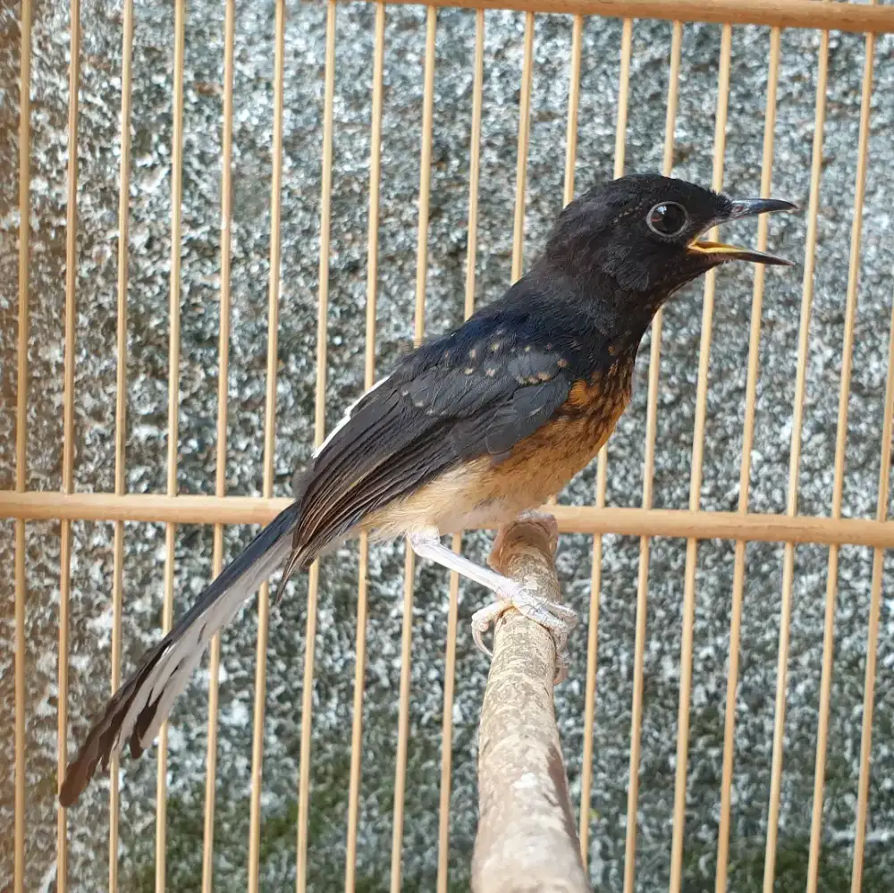 Murai medan trotol jantan kualitas bagus