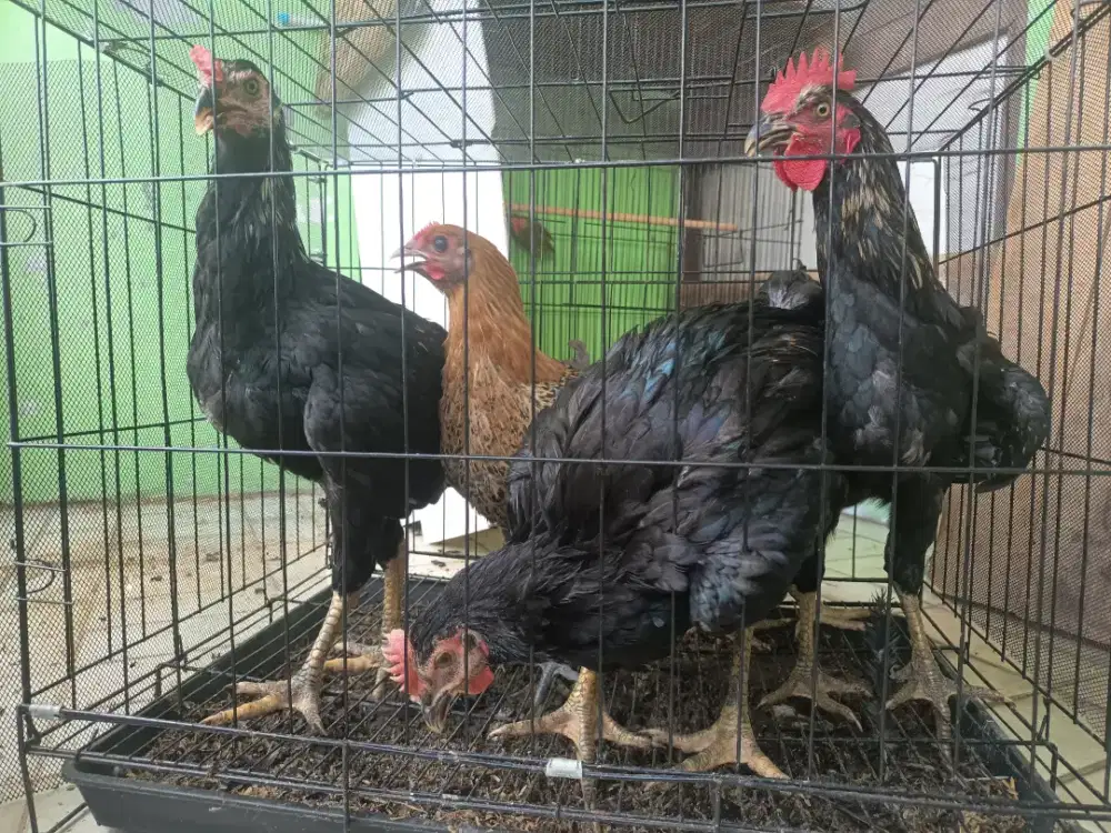 AYAM KAMPUNG ASLI SUPER! JUMBO