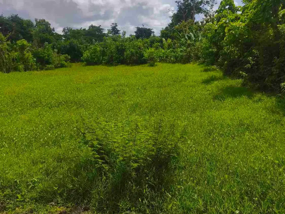 dikontrakkan tanah 10 are harga 10 juta /are /th kawasan GWK ungasan Kuta Selatan Badung Bali