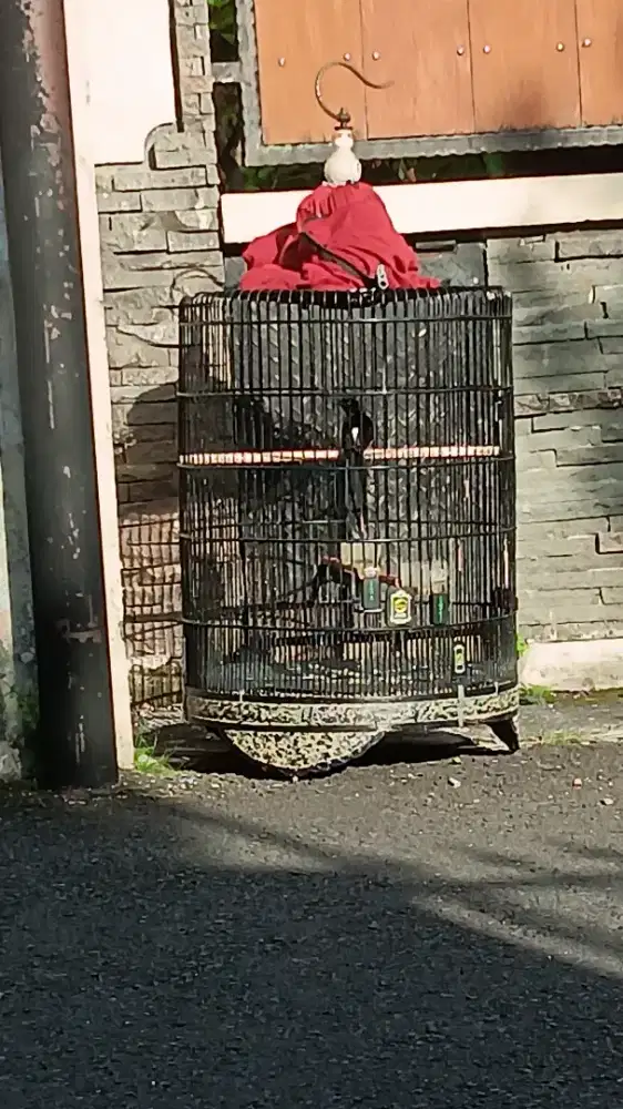 Murai batu muda medan