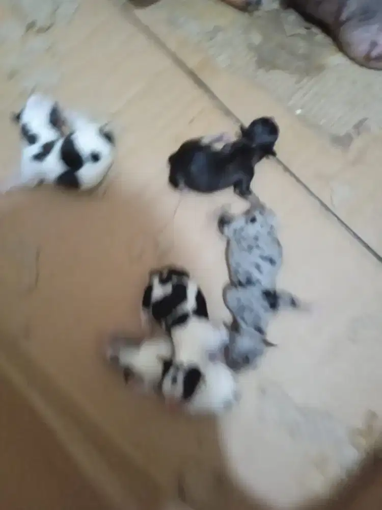 Chihuahua merle & full merle