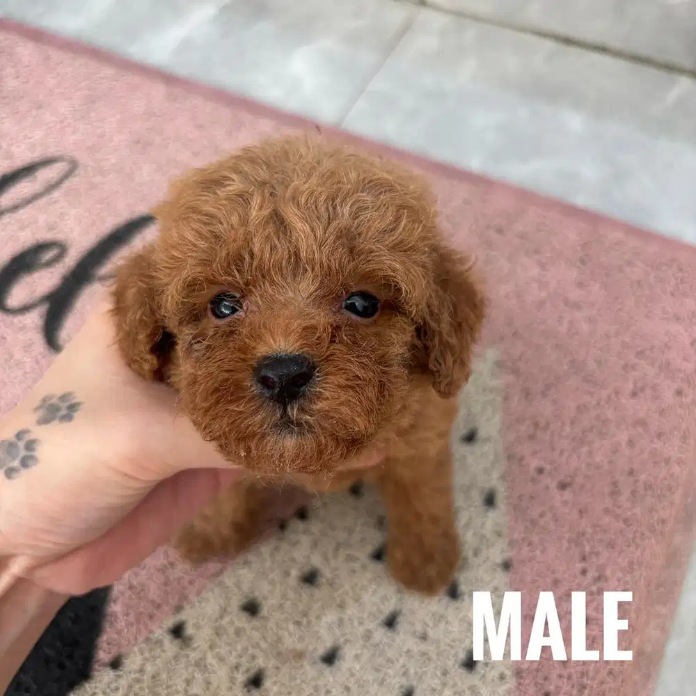 Jual poodle red murah