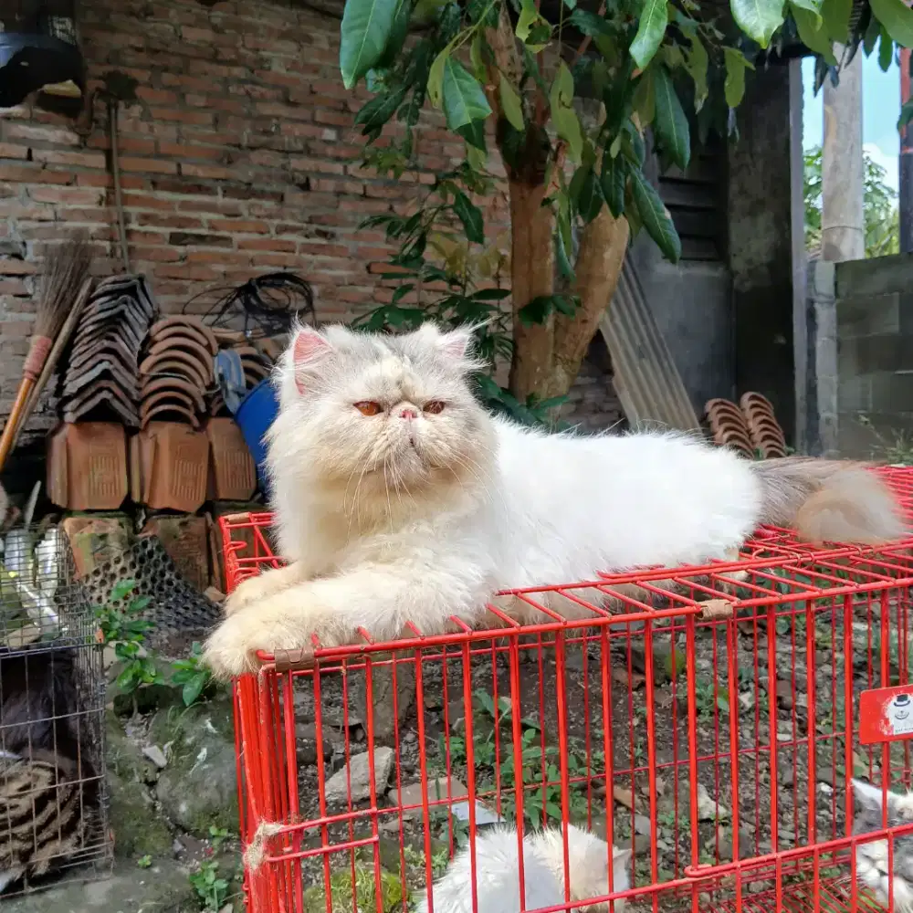 Kucing peaknose jantan 1.5 th