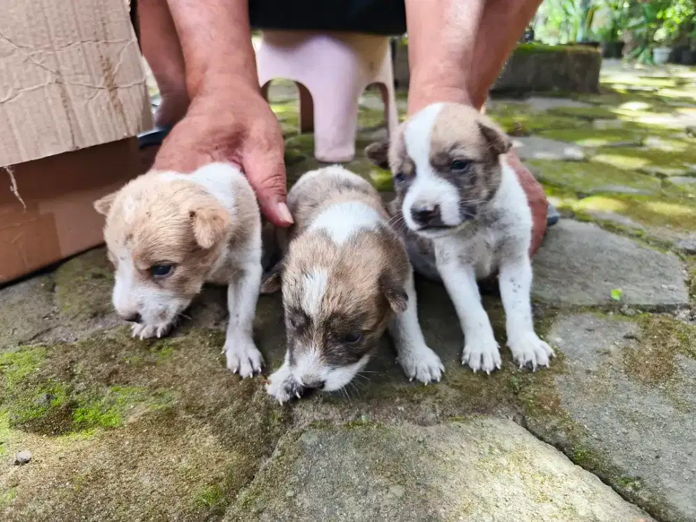 Anjing village mix lucu imut