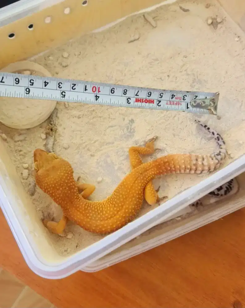 Jual gecko 2 ekor kondisi sehat dan bagus harga nego