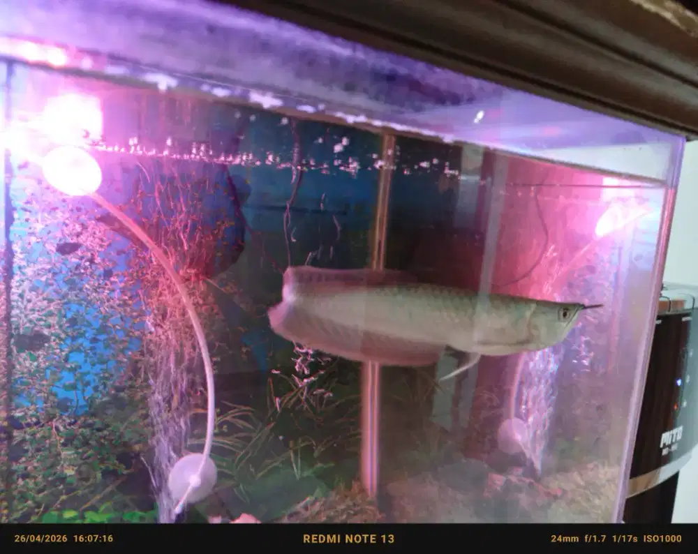 Ikan arwana silver red 20-25 cm