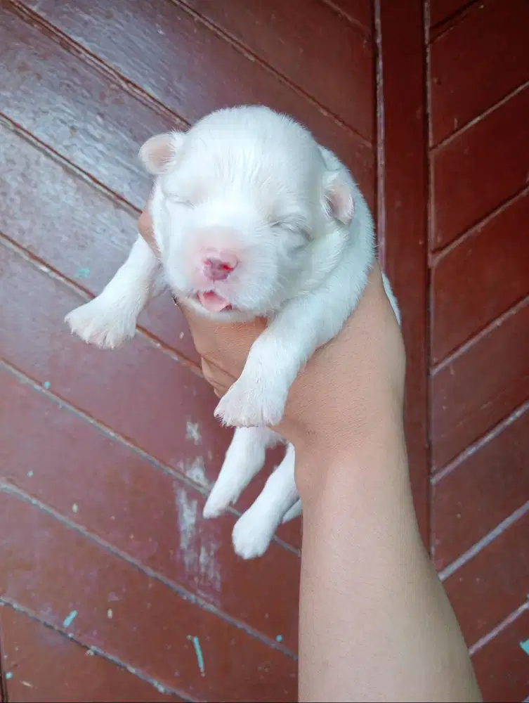 Open booking puppy maltese