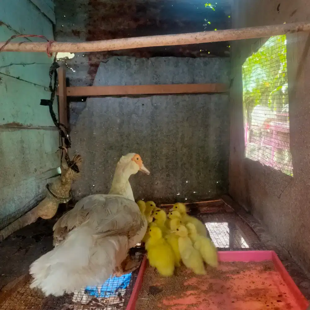 Ank entok tronton super