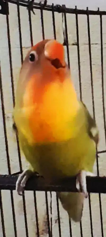 BURUNG LOVEBID HOLAND BIGG GACOR NGEKEK CEREWET ISIAN PADA ANEH