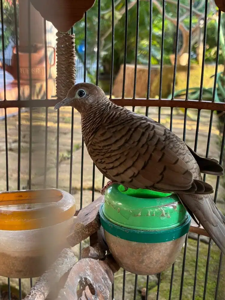 Perkutut Mojopahit Hitam Cemani Tembus