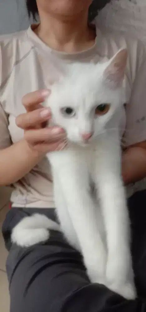 Ras Odd eyejantan umur 6bln