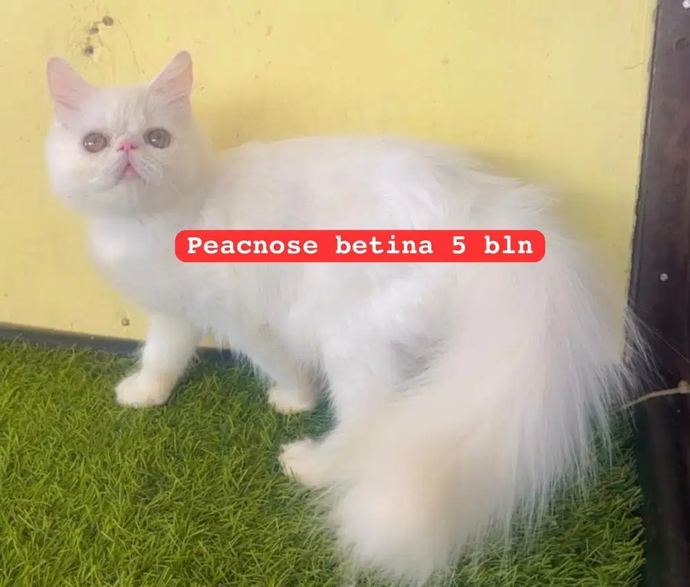 Kucing peacnose extream betina persia
