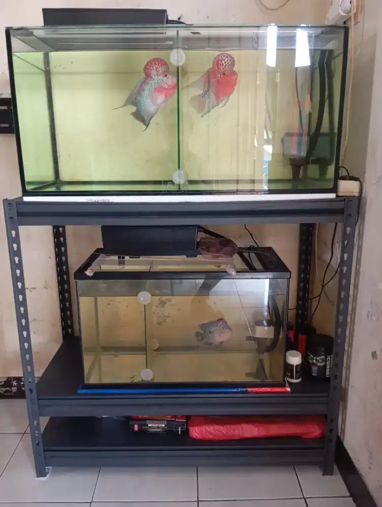 AQUARIUM DAN IKANNYA