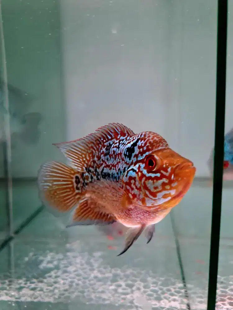 Louhan bonsai kamfa.