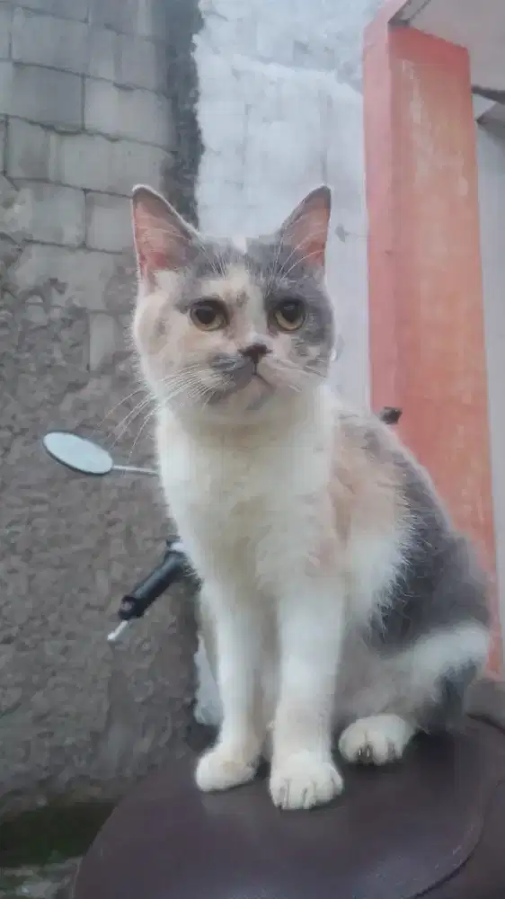 Kucing bsh(british Shorthair) murah