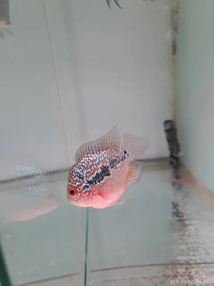 Louhan bonsai srd 6cm