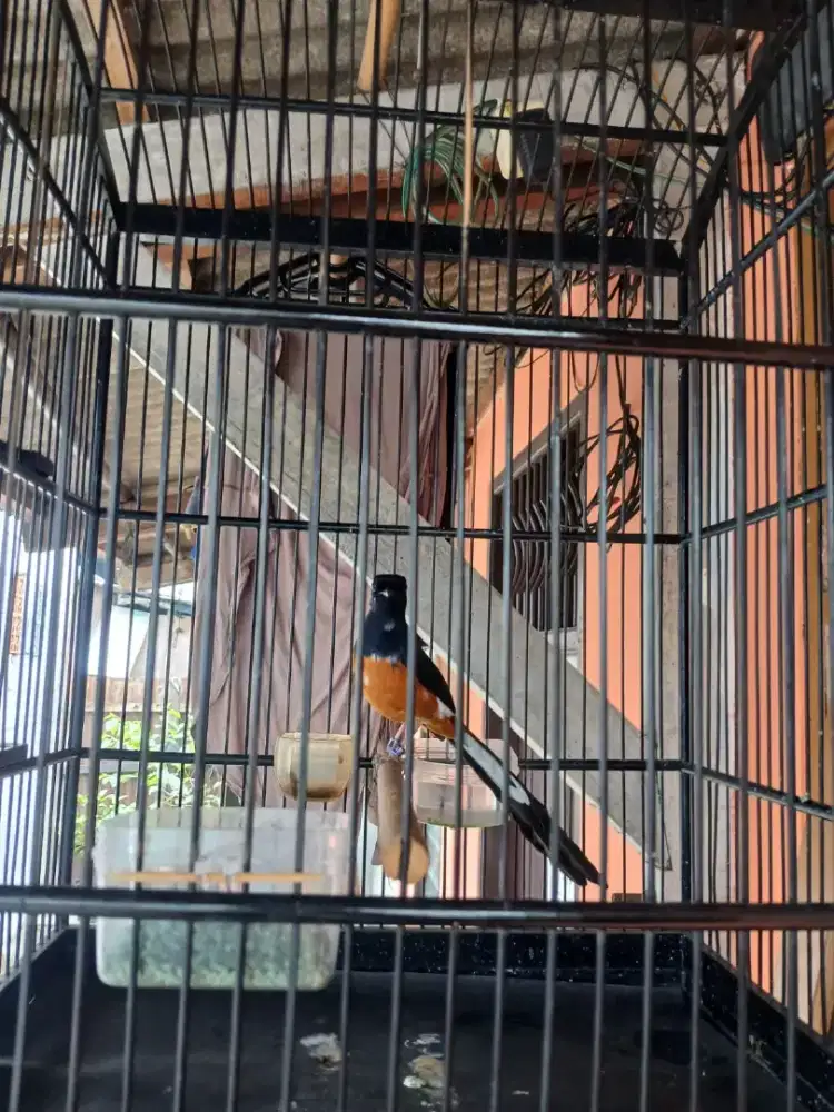 Murai blorok mapan PE 20an