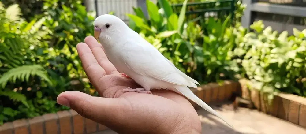 Parkit Jantan Jinak Net