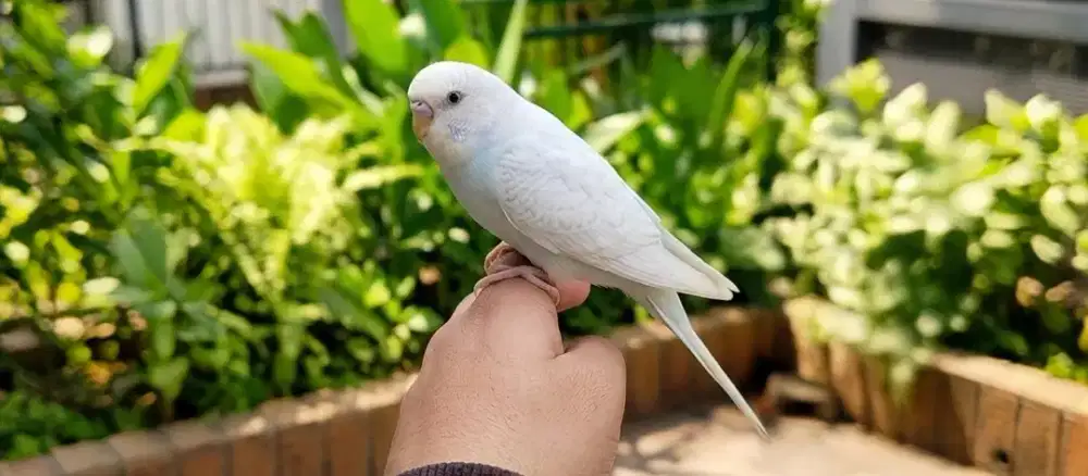 Parkit Semi Jinak Jantan