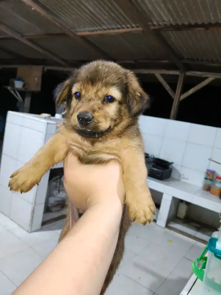 Anak anjing lucu imut gemuk