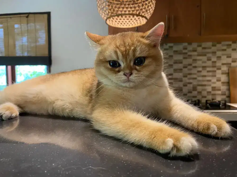 British shorthair male / 17 august 2025/ 10 juta