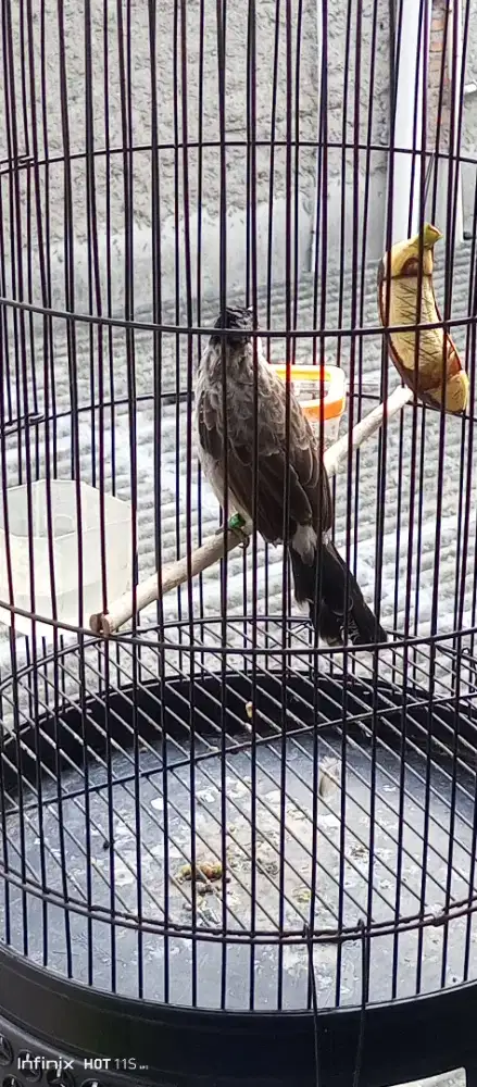 Kutilang gacor mulus