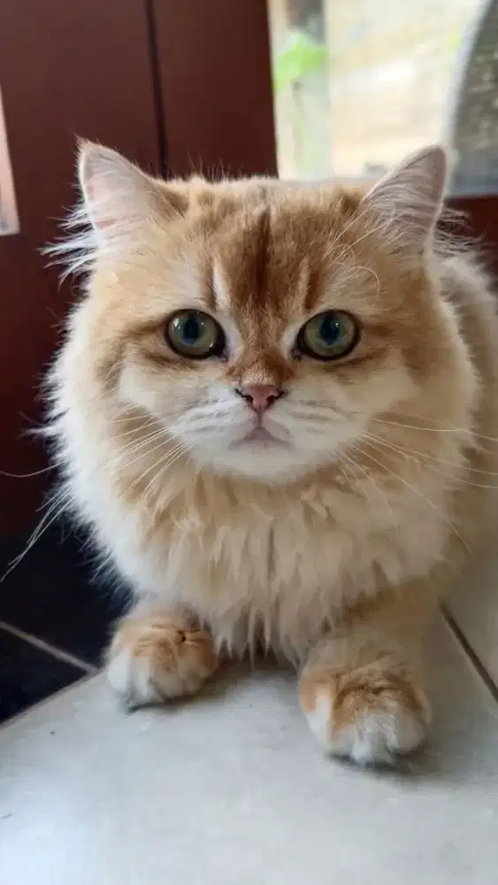 British longhair/ female / 17 august 2025