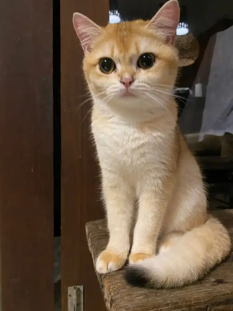 British shorthair/ female / 17 august 2025