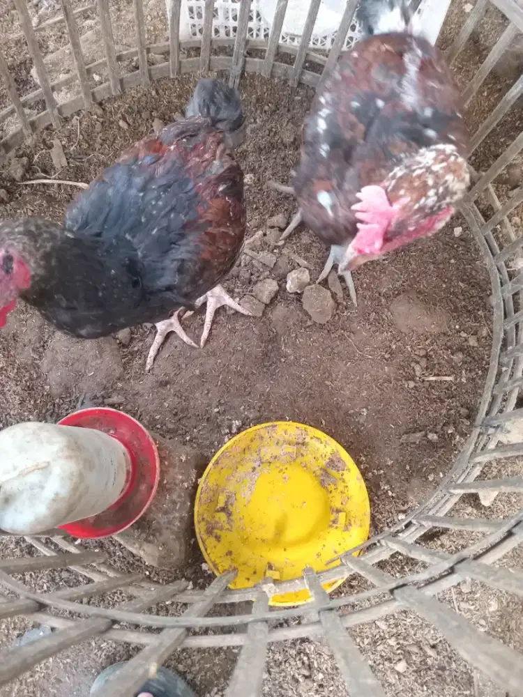 Ayam pelung satu pasang