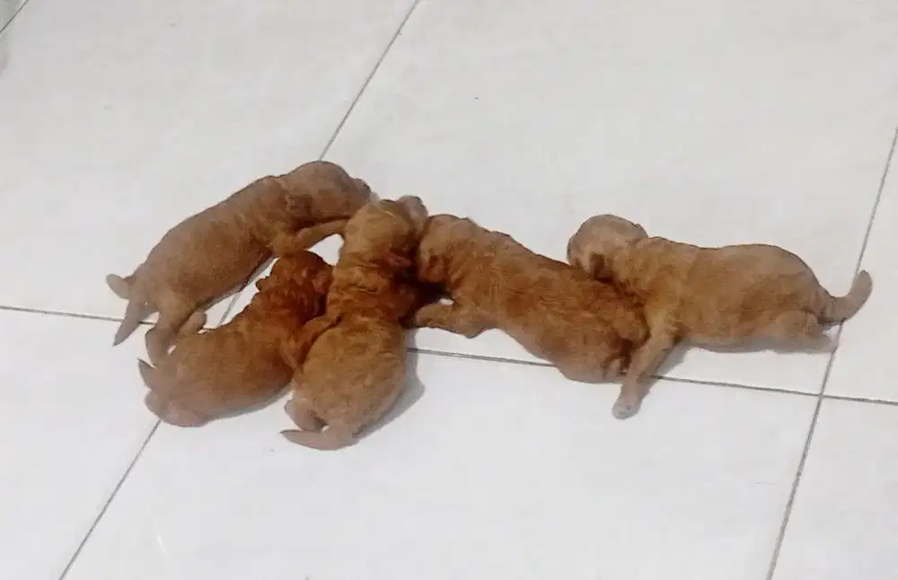 Poodle asli anakan jual borongan 1 jantan 2 betina