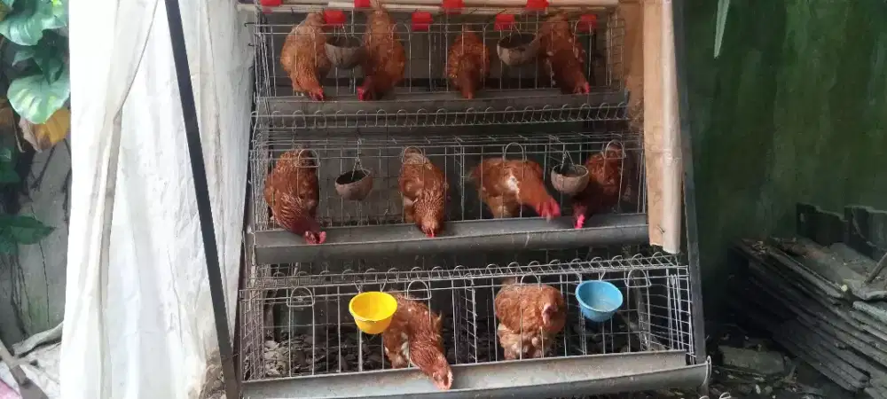 Ayam Petelur Afkir