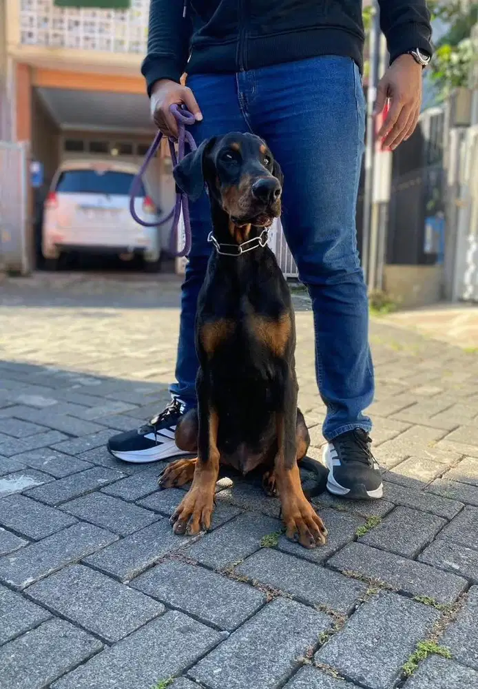 Doberman Jantan Super Bigsize anak Import SERBIA