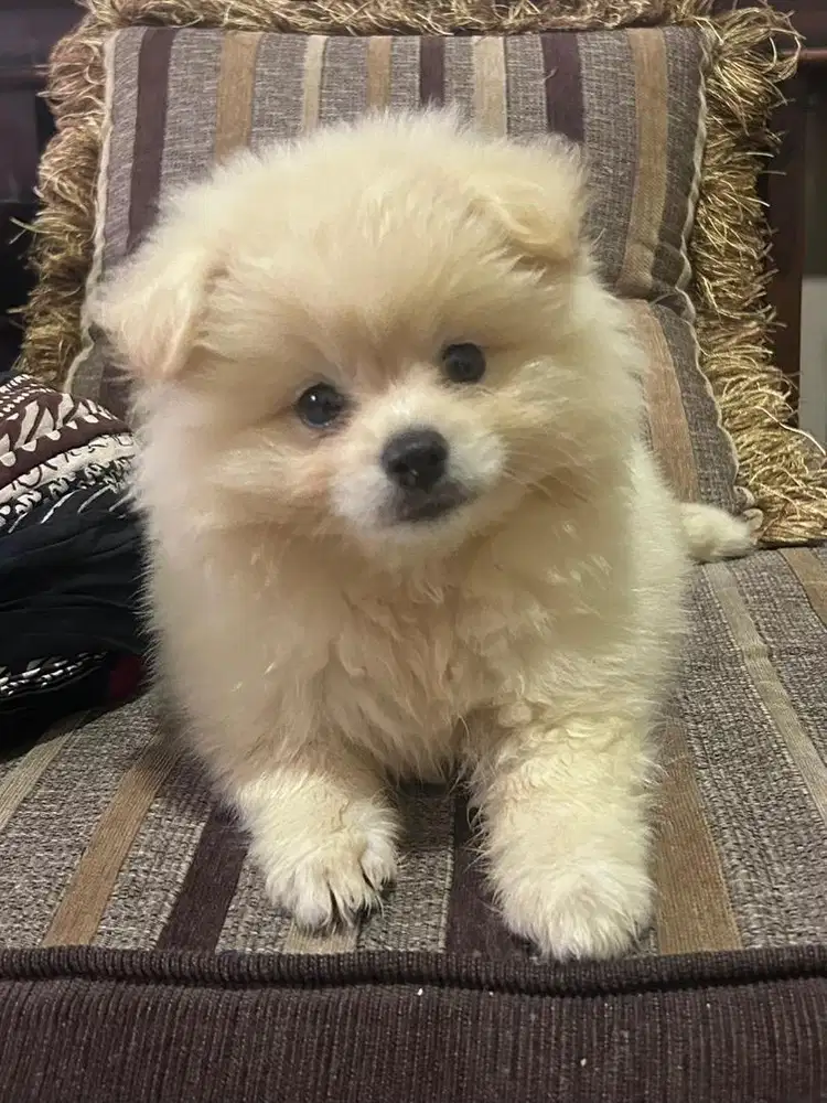 Pomeranian Jantan