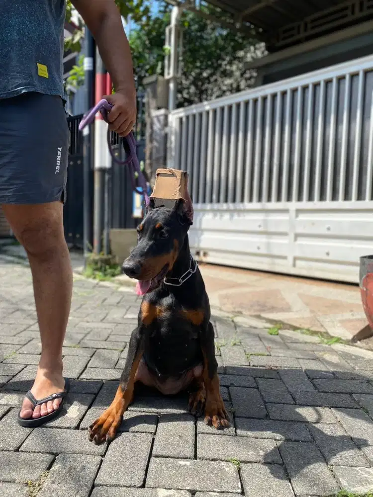 Doberman Betina Super Quality