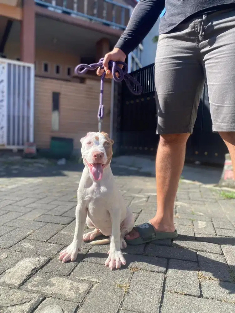 Pitbul Betina Super Jumbo 2bulan