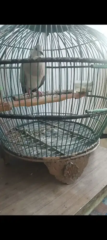 PUTER MANGUNG suara melas