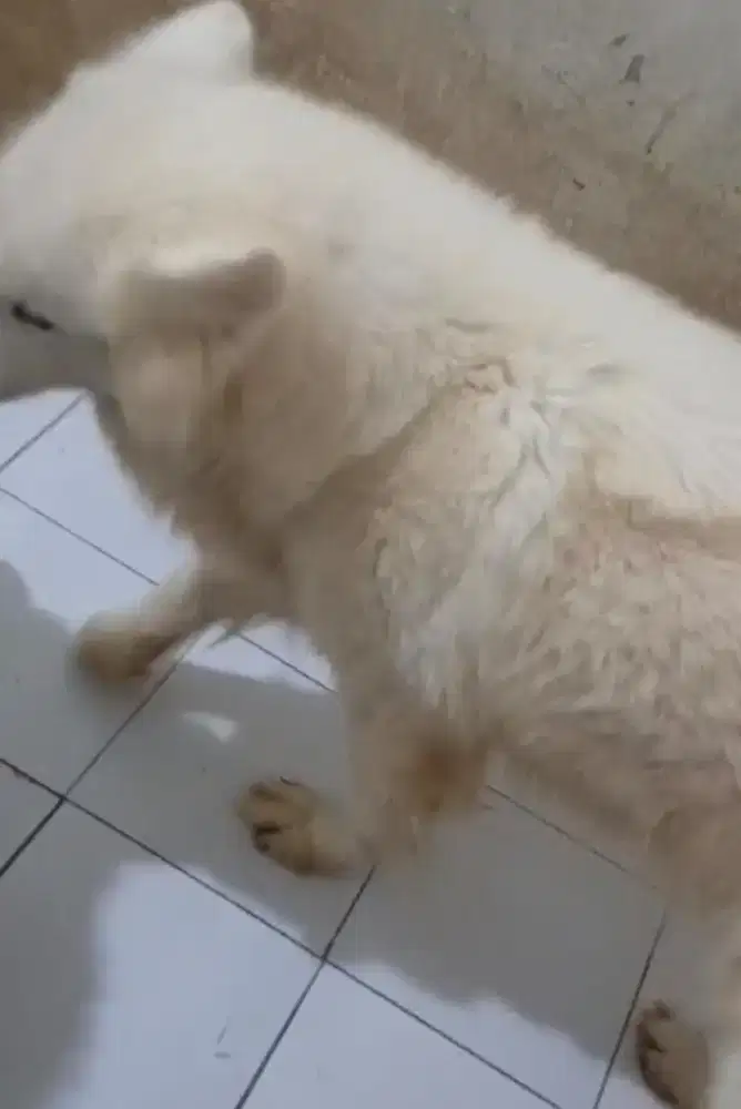 Malamute betina 3thn putih non stb