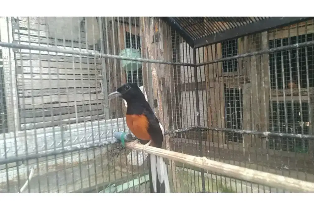 Murai medan ekor 18cm