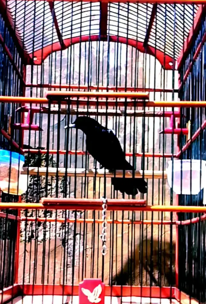 Kacer Wulung Raja Dada Ekor Full Hitam ( KWR )