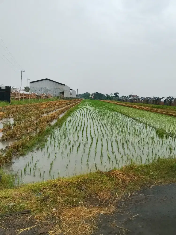 sawah zona kuning cocok untuk perumahan/gudang/rumah pribadi