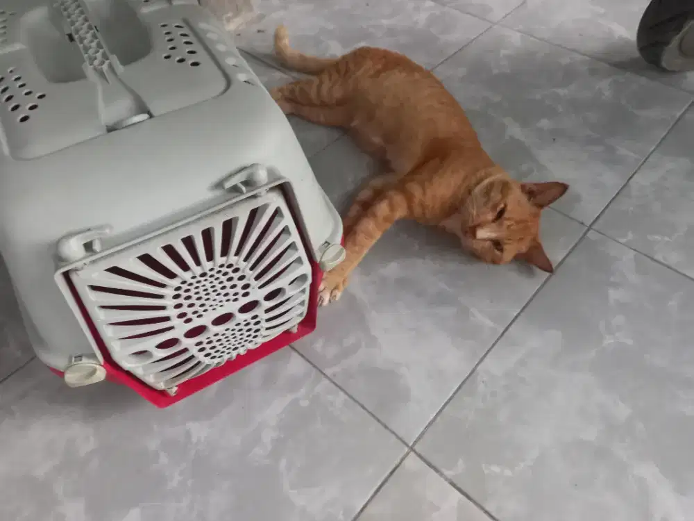 PET CARGO Kucing - Bahan Plastik