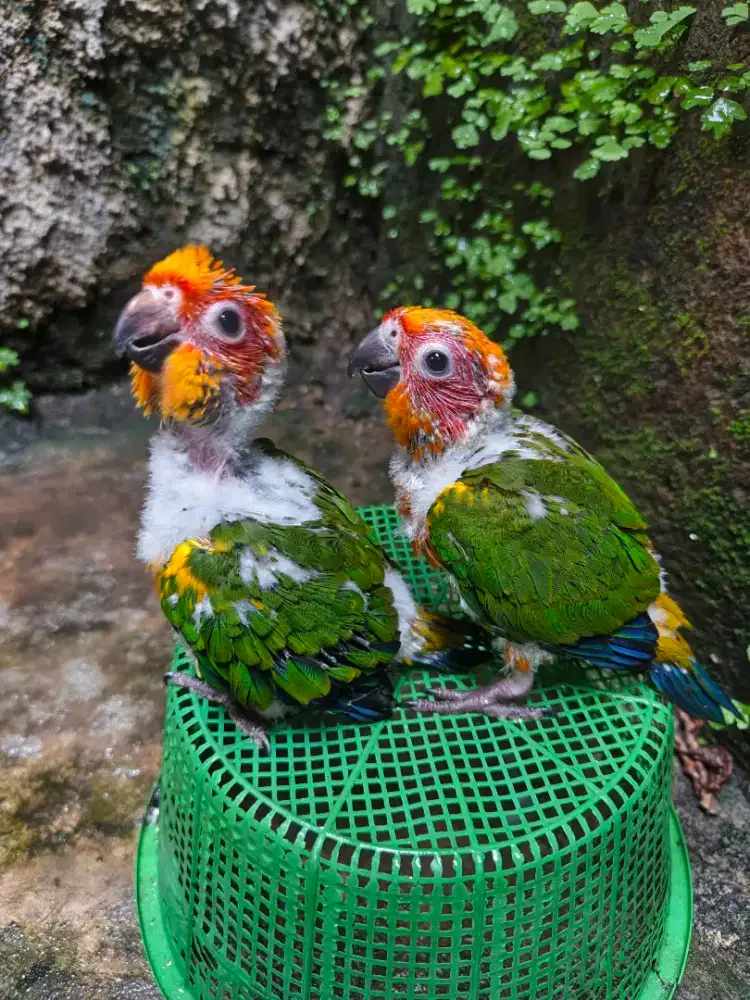 Baby SunConure sehat gemuk lucu