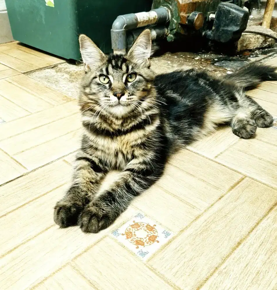 Kitten mainecoon Betina pure bkn mix. Induknya ped Cfa mainecoon